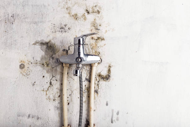 Mold Removal and Inspection in Socorro, TX