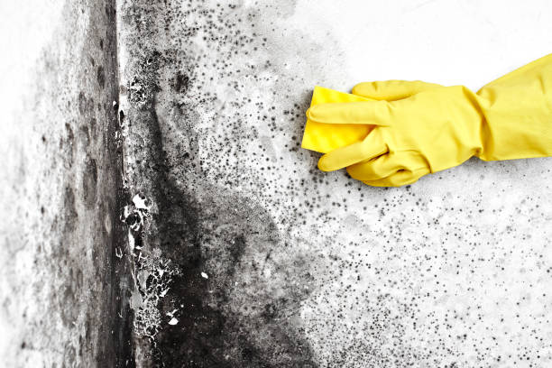 Reliable Socorro, TX Mold Removal Solutions