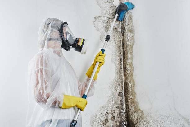 Best Mold Damage Repair  in Socorro, TX