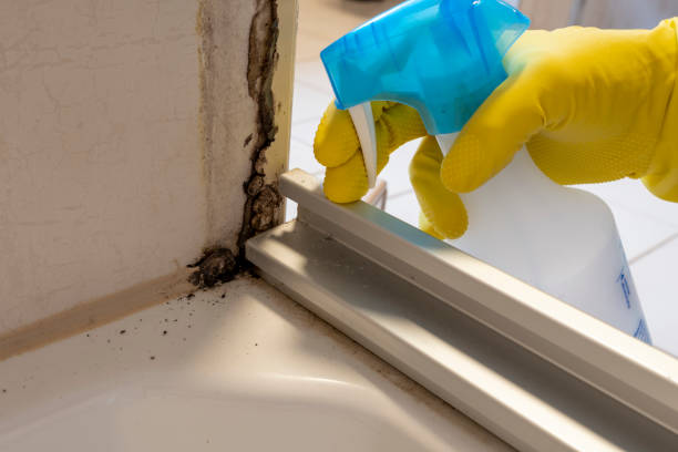 Best Local Mold Removal Service  in Socorro, TX