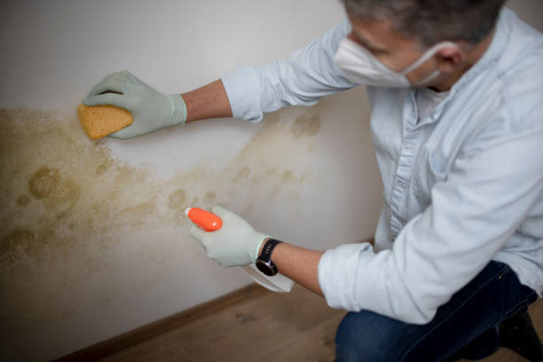 Best Best Mold Removal Companies  in Socorro, TX