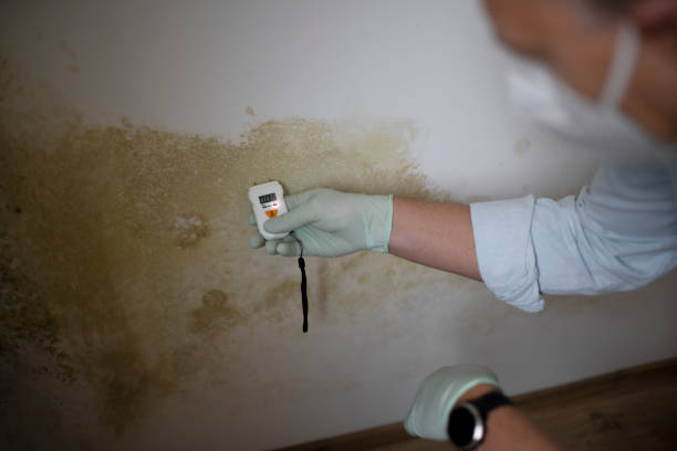 Best Attic Mold Removal  in Socorro, TX