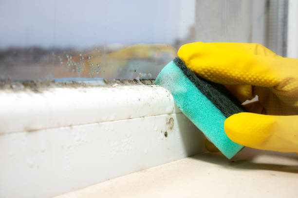 Best Professional Mold Removal  in Socorro, TX