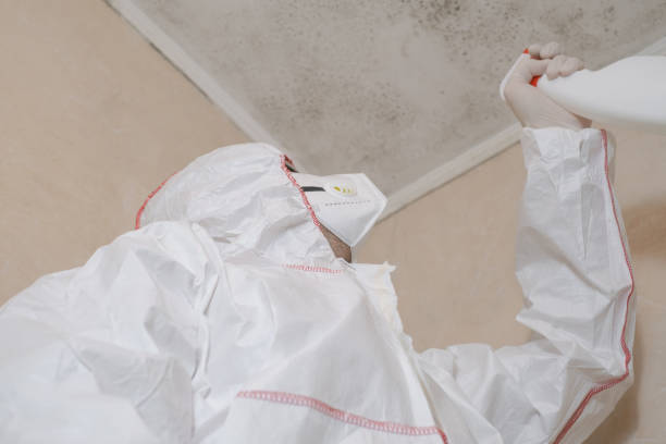 Best Mold Remediation  in Socorro, TX