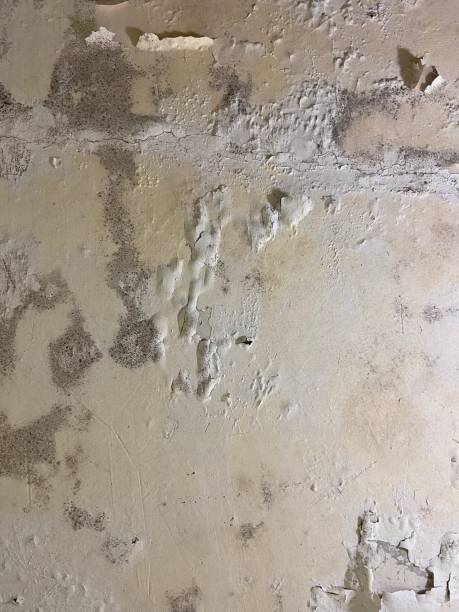 Best Commercial Mold Removal  in Socorro, TX