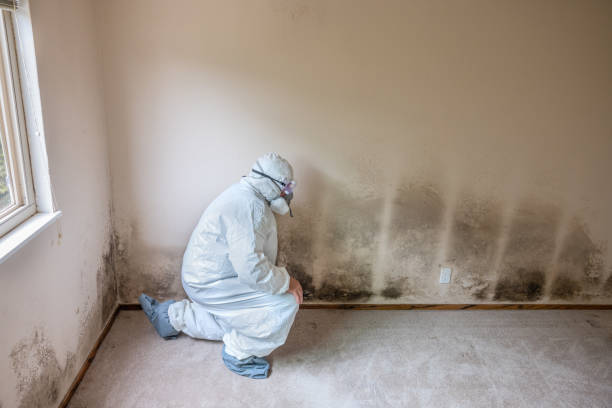 Best Fast Mold Removal  in Socorro, TX