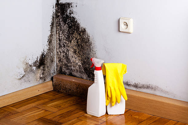 Best Emergency Mold Removal  in Socorro, TX